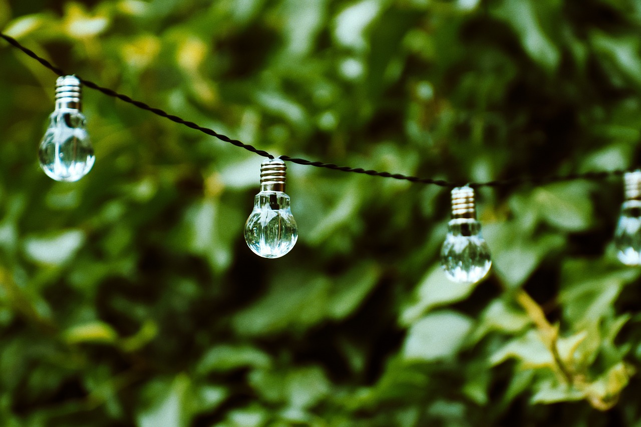 lightbulb, energy, nature