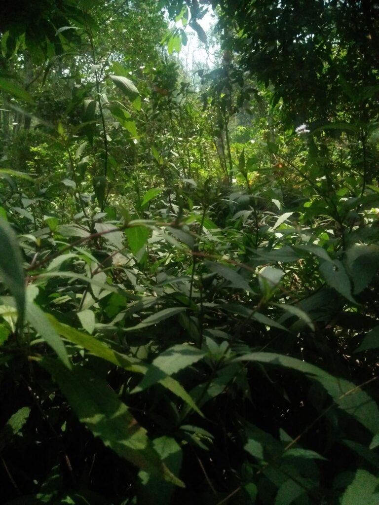 ecosystem